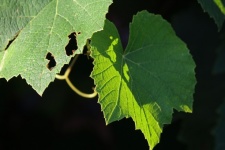 Green Grape Vine Leaves In Sunlight