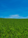 Green Grass And Blue Sky