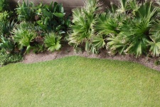 Green Subtropical Plants With Edge