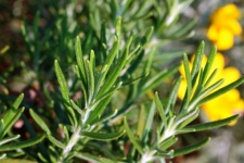 Green Tips Of Rosemary Branches