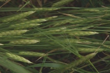 Green Wheat Horizontal