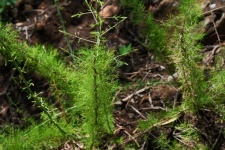 Green Wild Asparagus Type Plant