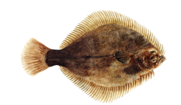 Greenback Flounder