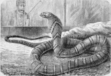 Hamdrad Snake