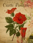 Hibiscus Rosa Vinage Postcard