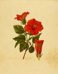 Hibiscus Rosa Vintage Illustration