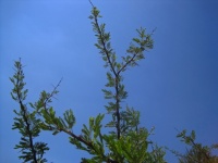 Highreaching Branch With New Leaves