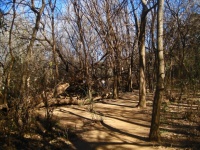 Hiking Trail Winding Between Trees