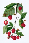 Raspberries Fruit Vintage Art