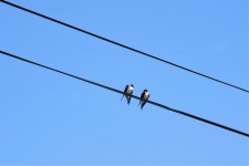 Swallows On Wires