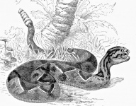 Horrid Rattlesnake