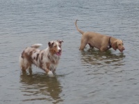 Dogs Game Swimming Lake