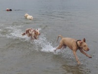 Dogs Game Swimming Lake