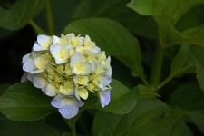 Hydrangea Flower With Blue Tints