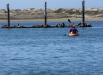 Seals And Kayak