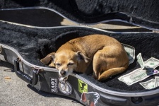 Dog In Guitar Case