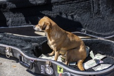 Dog In Guitar Case