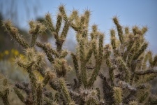 Prickly Cactus Bush