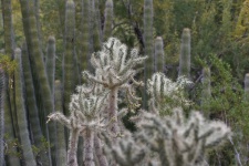 Prickly Cactus Bush