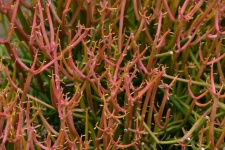 Red Ice Plant Closeup Texture