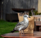 Seagull And Lunch Bag
