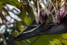 Sparrow In Bird Of Paradise