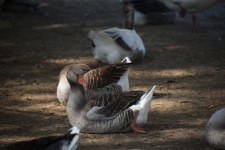 Egyptian Ducks At Lake