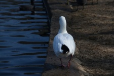 White Duck Walking Away