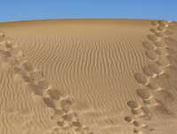 Footprints Up The Sand Dune