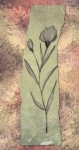 Line Art Botanical Illustration