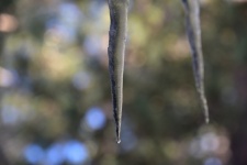 Icicles Hanging