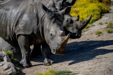 Pair Of Rhinos