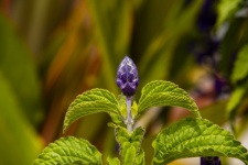 Purple Flower Bud