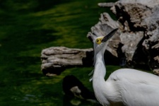 Snowy Egret Looking Up