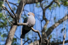 Senegal Laughing Dove