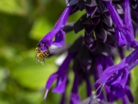 Bee On A Purple Sage Flower