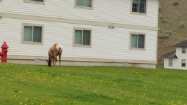 Elk Grazing In Town