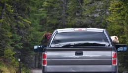 Dogs With Head Out Truck Window