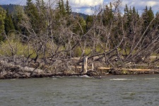 Fallen Trees In River