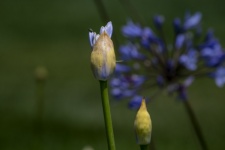 Blue Lily Bud