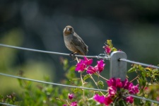 Finch Bird
