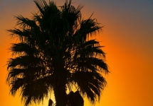 Sunset Behind Palm Tree