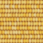 Seamless Corn Kernel Background