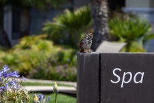 Sparrow At The Spa