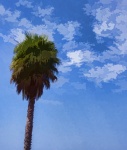 Palm Tree And Blue Skies