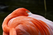 Resting Flamingo Portrait