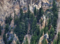 Forest Trees In The Mountains