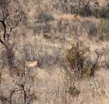 Impala Ewe Standing In Long Grass
