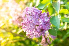In Spring, A Lilac Bush