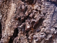 Irregular Bark Of A Cork Tree
